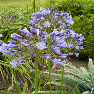 Agapanthus Hybrids